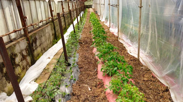 Πράσινο Σπίτι Του Φτωχού Ανθρώπου Νέα Φυτά Ντομάτας Αυξάνεται — Φωτογραφία Αρχείου