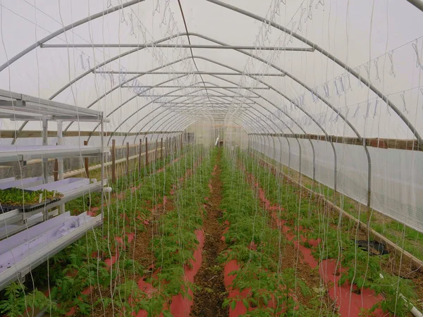 Πράσινο σπίτι με νέα φυτά ντομάτας Καλλιέργεια — Φωτογραφία Αρχείου