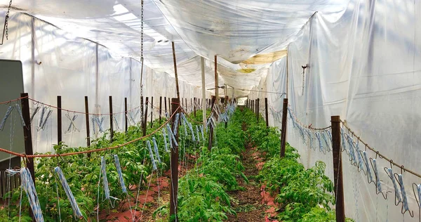 Πράσινο σπίτι με νέα φυτά ντομάτας Καλλιέργεια — Φωτογραφία Αρχείου