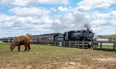 Nostaljik bir buhar treni canlı bir kırsal alanda seyahat eder. Yakınlarda, büyük bir alpaka ve bir at, bir bahar günü bulutlu bir gökyüzünün altında yeşil çayırlarda huzur içinde otlar..