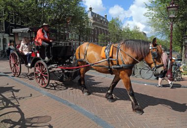 Amsterdam'da turistler ile at Koç