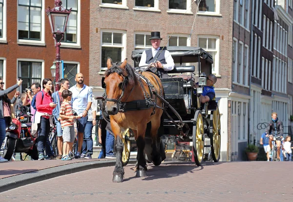 Treinador de cavalos com turistas em Amsterdam — Fotografia de Stock