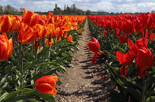 Caminho através de um campo de flores na Holanda — Fotografia de Stock
