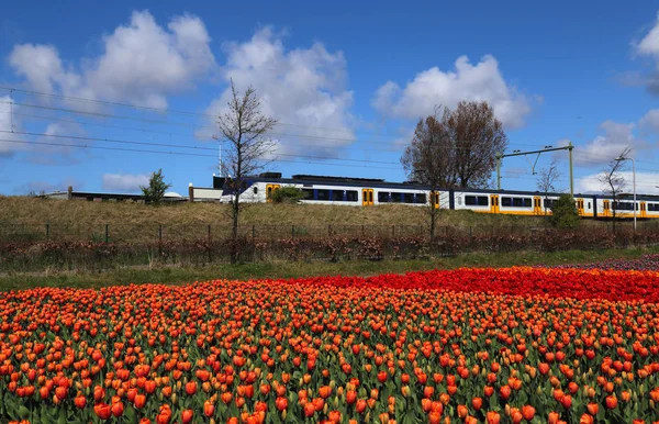 Trem dirige passado campo de flores na Holanda — Fotografia de Stock