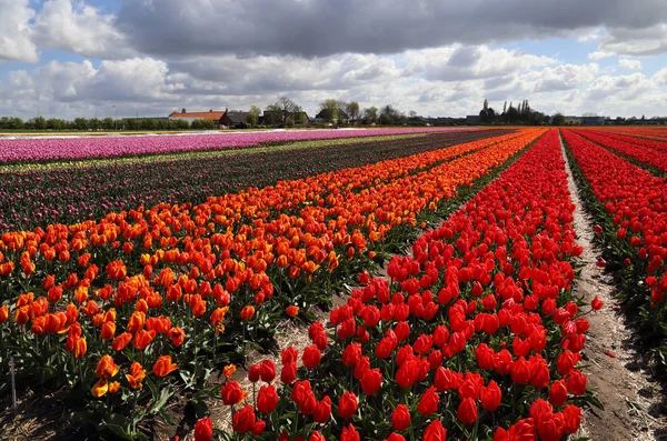 Blumenfelder in Holland — Stockfoto