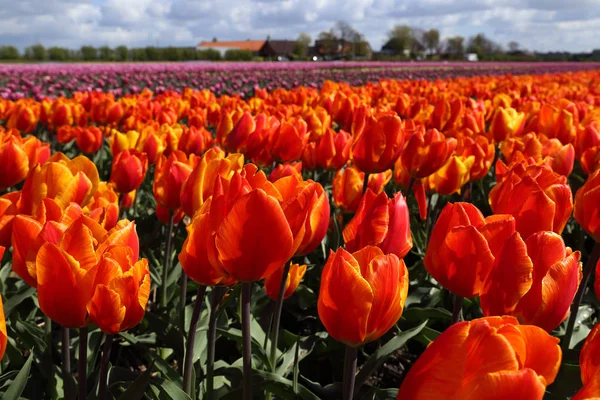 Campo de flores de laranja na Holanda — Fotografia de Stock