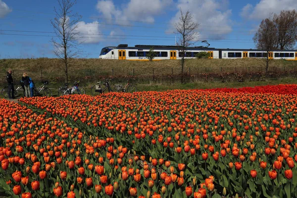 Pociąg jeździ po polu kwiatowym w Holandii — Zdjęcie stockowe