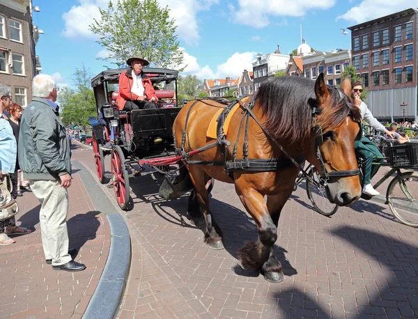 Häst coach med turister i Amsterdam — Stockfoto