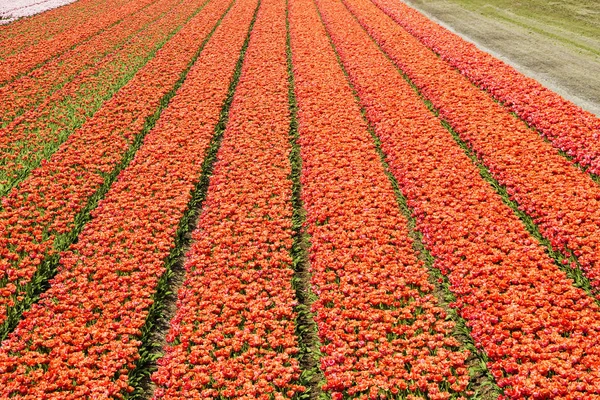 Цветы Голландии — стоковое фото
