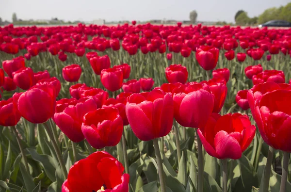 Flores em Holland — Fotografia de Stock