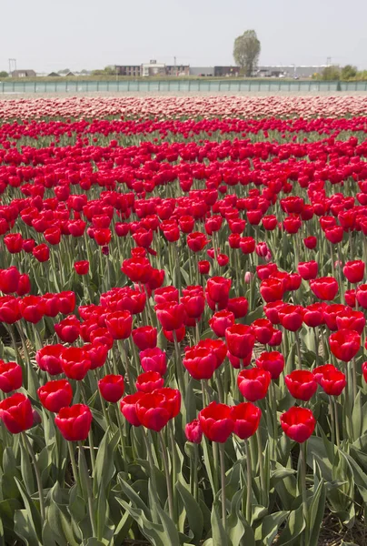 Flores em Holland — Fotografia de Stock