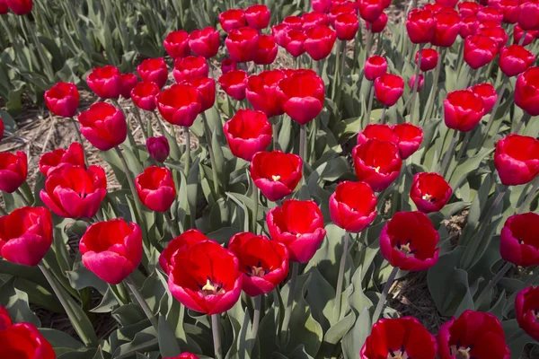 オランダの花 — ストック写真