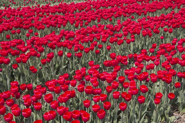 Flowers in Holland