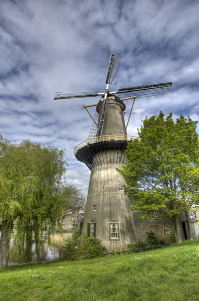 네덜란드의 커다란 — 스톡 사진