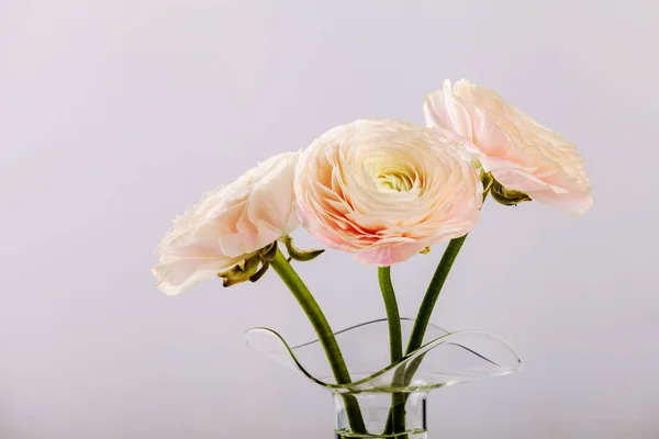 Rosa Hahnenfuß Blüten Glasvase — Stockfoto