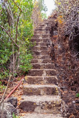 Tarihi Botanik Bahçesi, çevre Las Palmas, Gran Canaria, İspanya.