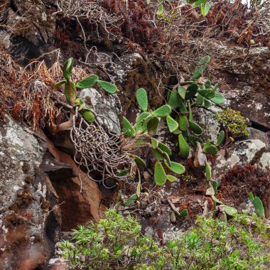 Tarihi Botanik Bahçesi, çevre Las Palmas, Gran Canaria, İspanya.