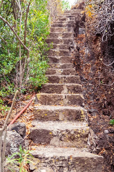 Kebun Botani Bersejarah Dekat Las Palmas Gran Canaria Spanyol — Stok Foto