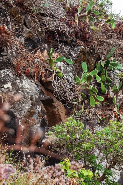 Kebun Botani Bersejarah Dekat Las Palmas Gran Canaria Spanyol — Stok Foto