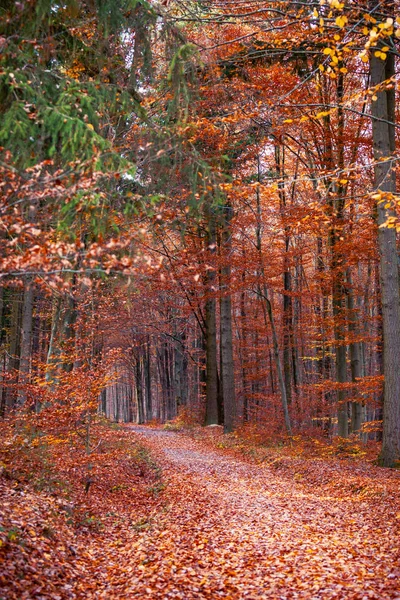 Őszi Színek Odenwald Erdő Németország — Stock Fotó