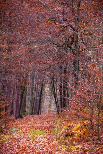 Warna Musim Gugur Hutan Odenwald Jerman — Stok Foto