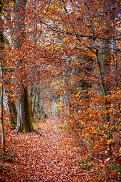 Höstfärger Skogen Odenwald Tyskland — Stockfoto