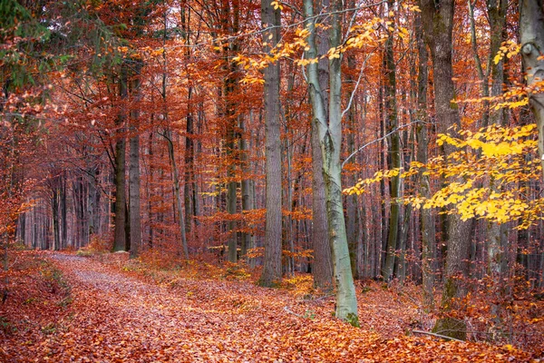 Φθινοπωρινά Χρώματα Του Δάσους Odenwald Γερμανία — Φωτογραφία Αρχείου
