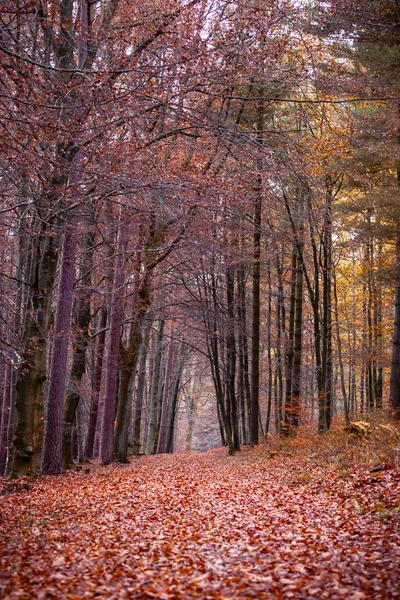 Φθινοπωρινά Χρώματα Του Δάσους Odenwald Γερμανία — Φωτογραφία Αρχείου