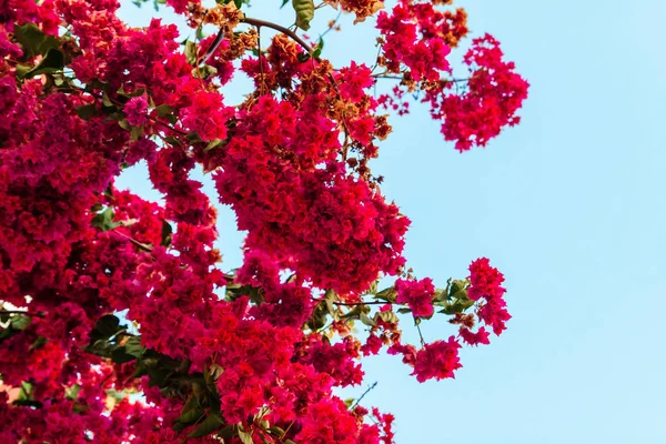 Rosa Fioritura Bougainvilleas Fiori Contro Cielo Blu — Foto Stock