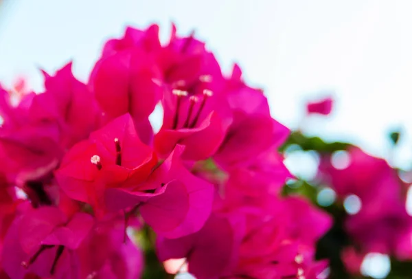 Pink Blooming Bougainvilleas Flowers Blue Sky — Stock Photo, Image