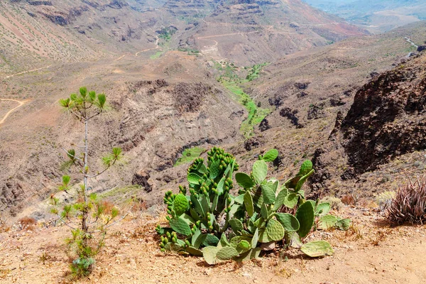 Panorámás Kilátás Nyílik Barranco Fataga Gran Canaria Kanári Szigetek Spanyolország — Stock Fotó