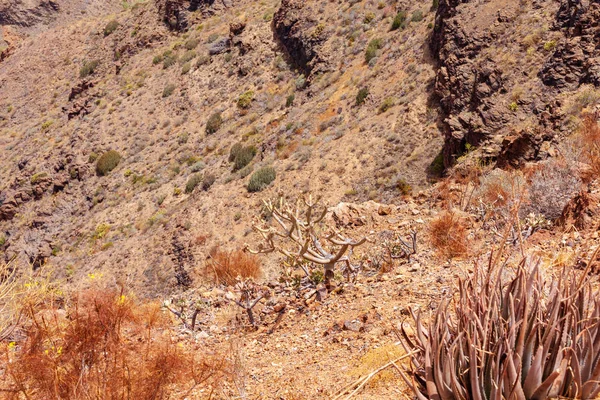 Panorámás Kilátás Nyílik Barranco Fataga Gran Canaria Kanári Szigetek Spanyolország — Stock Fotó