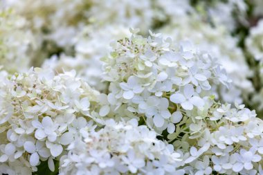 Beyaz HORTENSIA çiçekleri yakın çekim