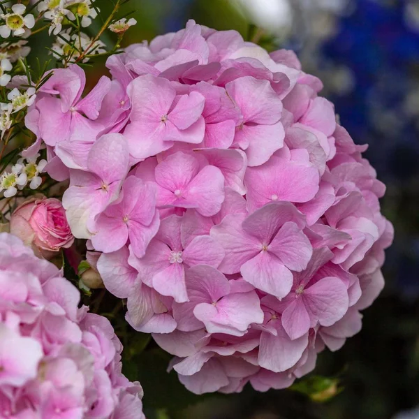 Close Flores Hortensia Rosa — Fotografia de Stock