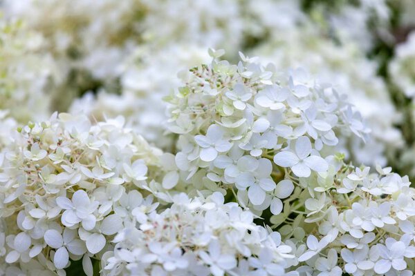 Close up  of white hortensia flowers