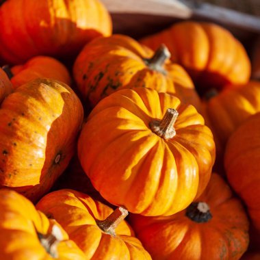 Ahşap kutusunda sonbahar kabaklar