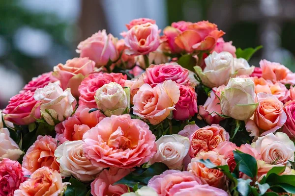 Bouquet of pink roses — Stock Photo, Image