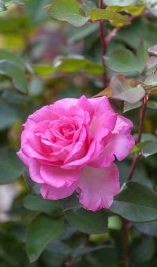 Bahçedeki güzel pembe güller