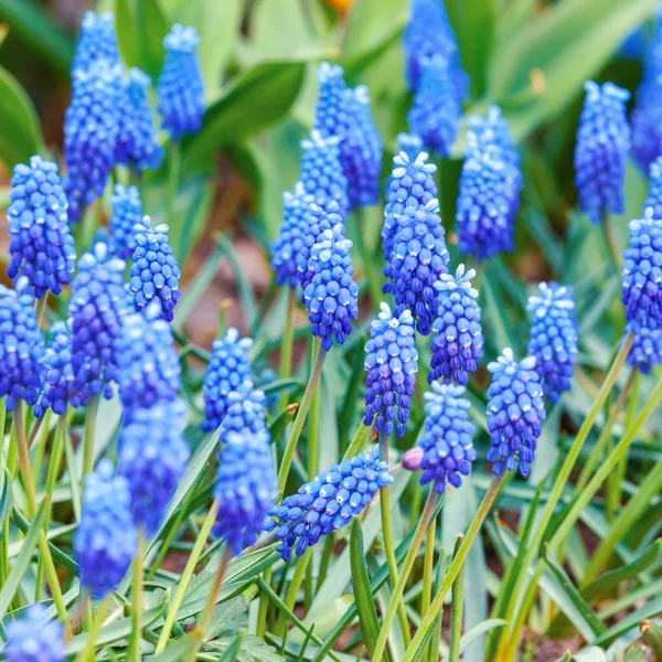 Tender blue muscari flowers in the park Mainau