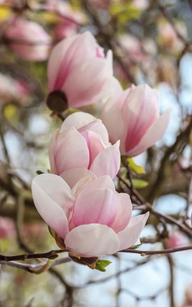 Magnolia Bloemen Het Voorjaar — Stockfoto