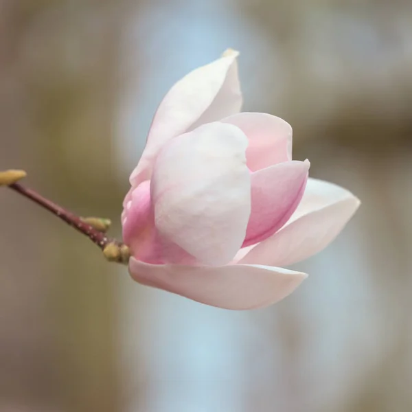 Magnolia Fleurs Printemps — Photo