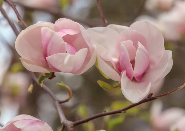 Magnolia Fleurs Printemps — Photo