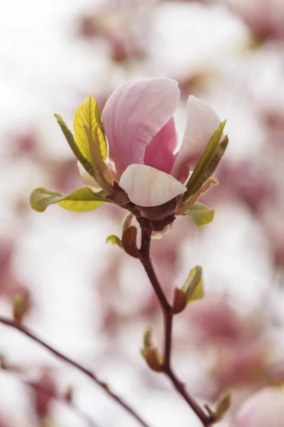 Magnolia Fleurs Printemps — Photo