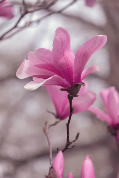 Magnolia Flores Estação Primavera — Fotografia de Stock