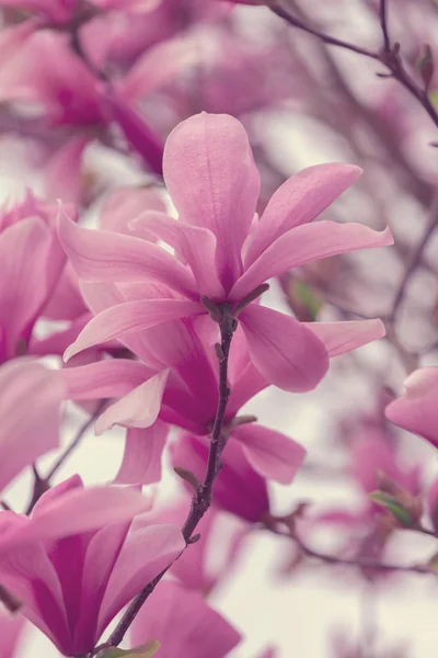 Magnolia Fleurs Printemps — Photo