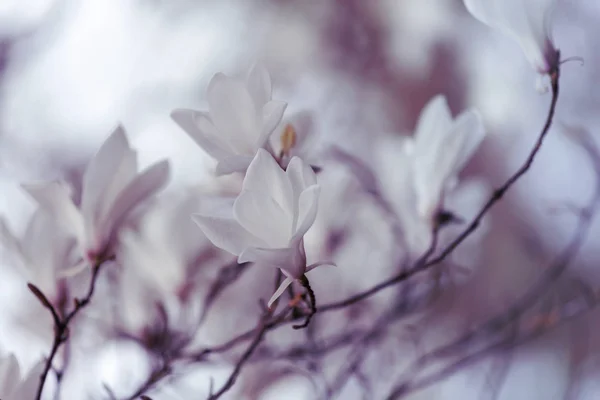 Magnolia Fleurs Printemps — Photo