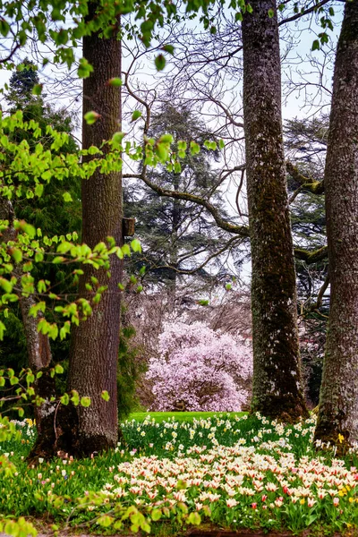 Fält Blommande Blommor Mainau Tyskland — Stockfoto