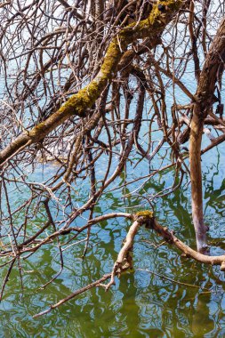 Mainau Adası'nda bir çınar dalları