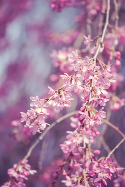 Cerisiers Roses Fleurs Printemps — Photo