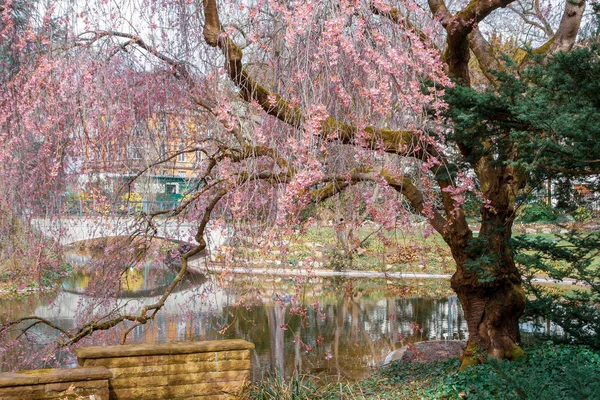 Blommande Rosa Körsbärsträd Våren — Stockfoto